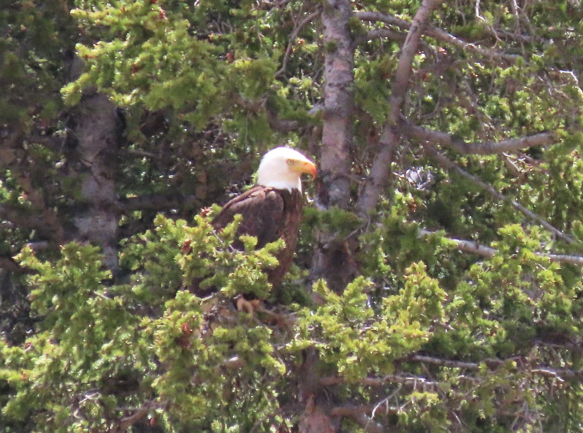 Bald Eagle - ML165276071