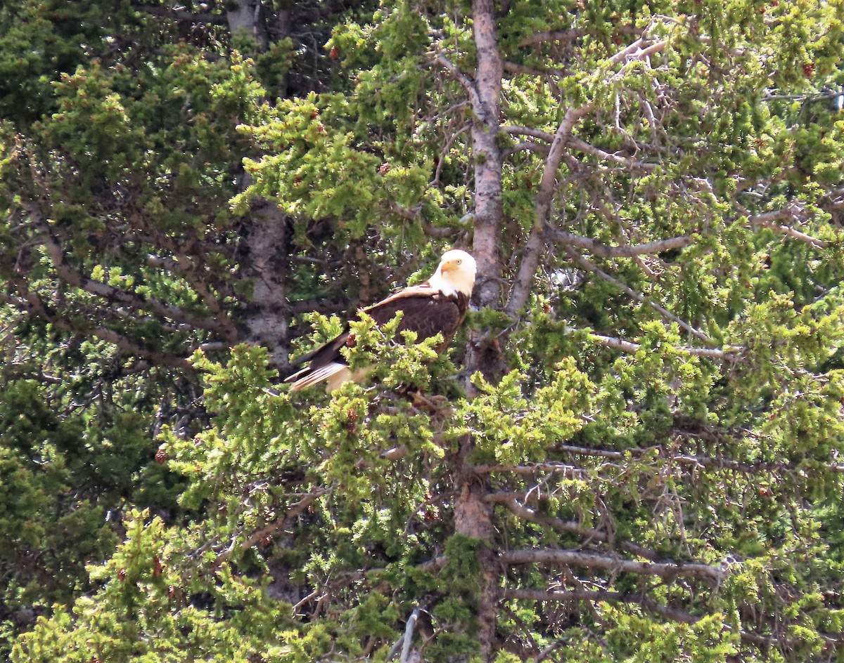 Bald Eagle - ML165276081