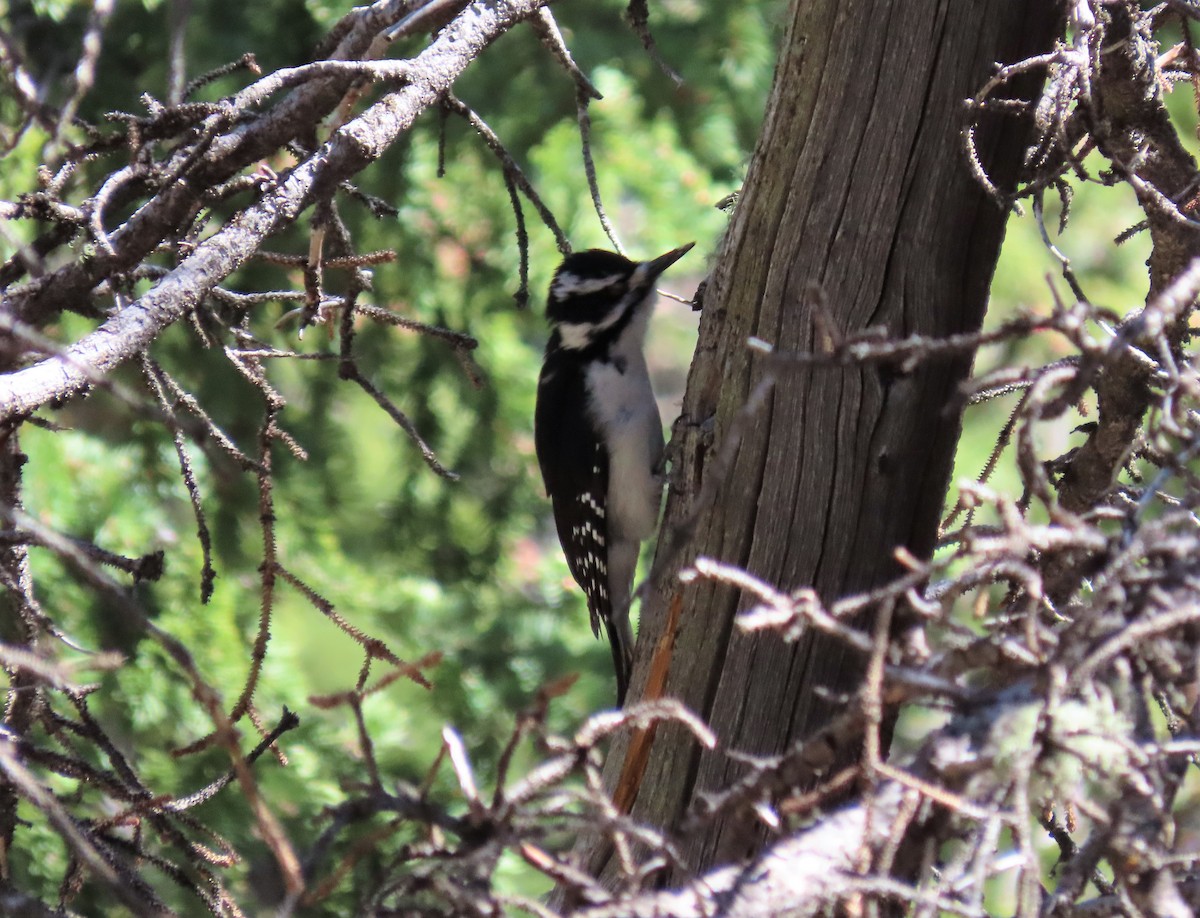 Hairy Woodpecker - ML165276121