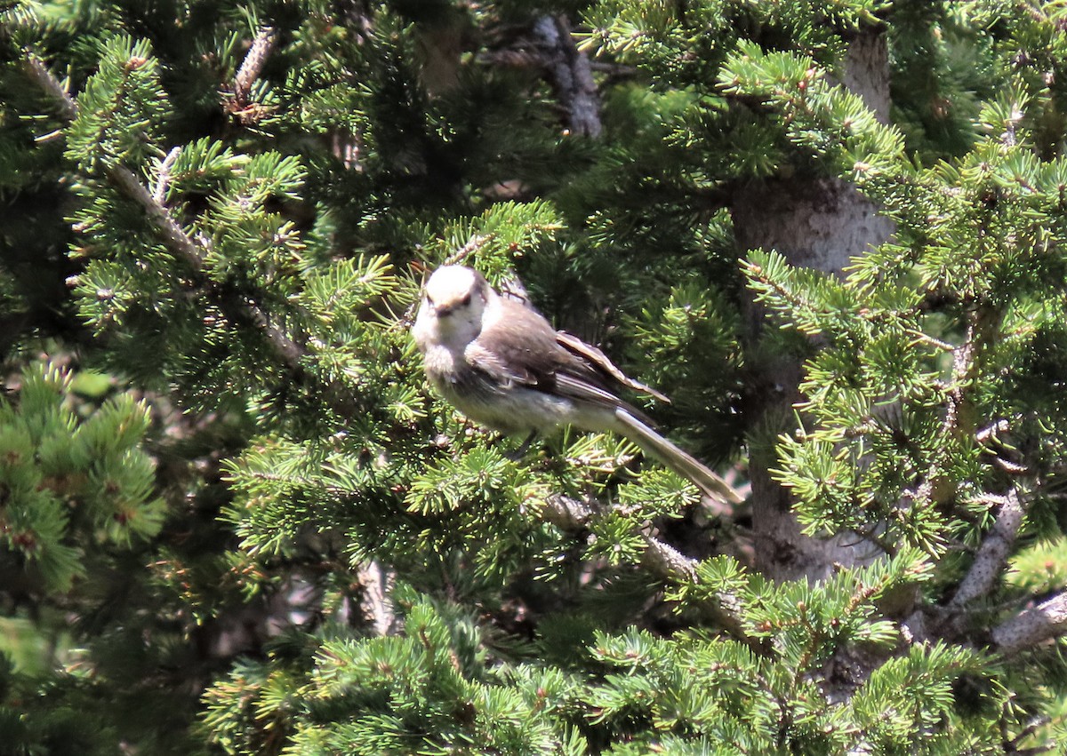 Canada Jay (Rocky Mts.) - ML165276131