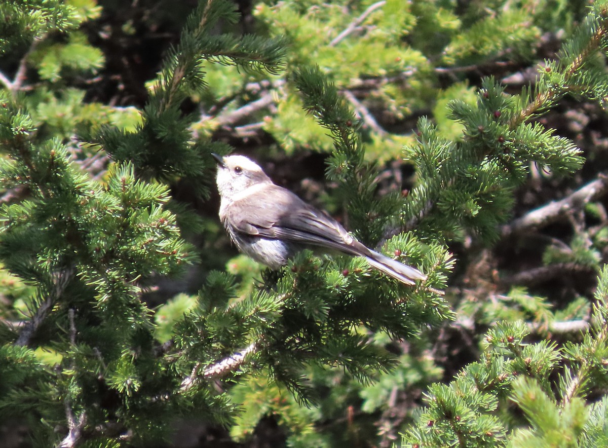 Canada Jay (Rocky Mts.) - ML165276141