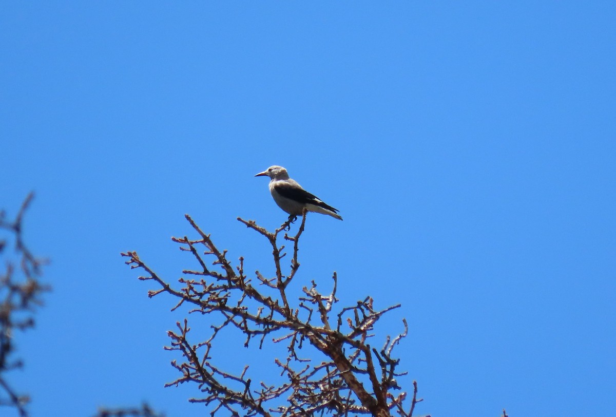 Clark's Nutcracker - ML165276151