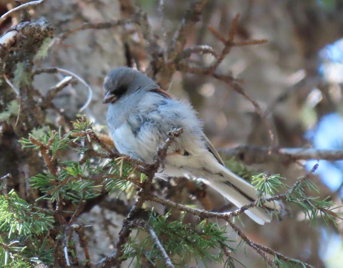 Dark-eyed Junco - ML165276201