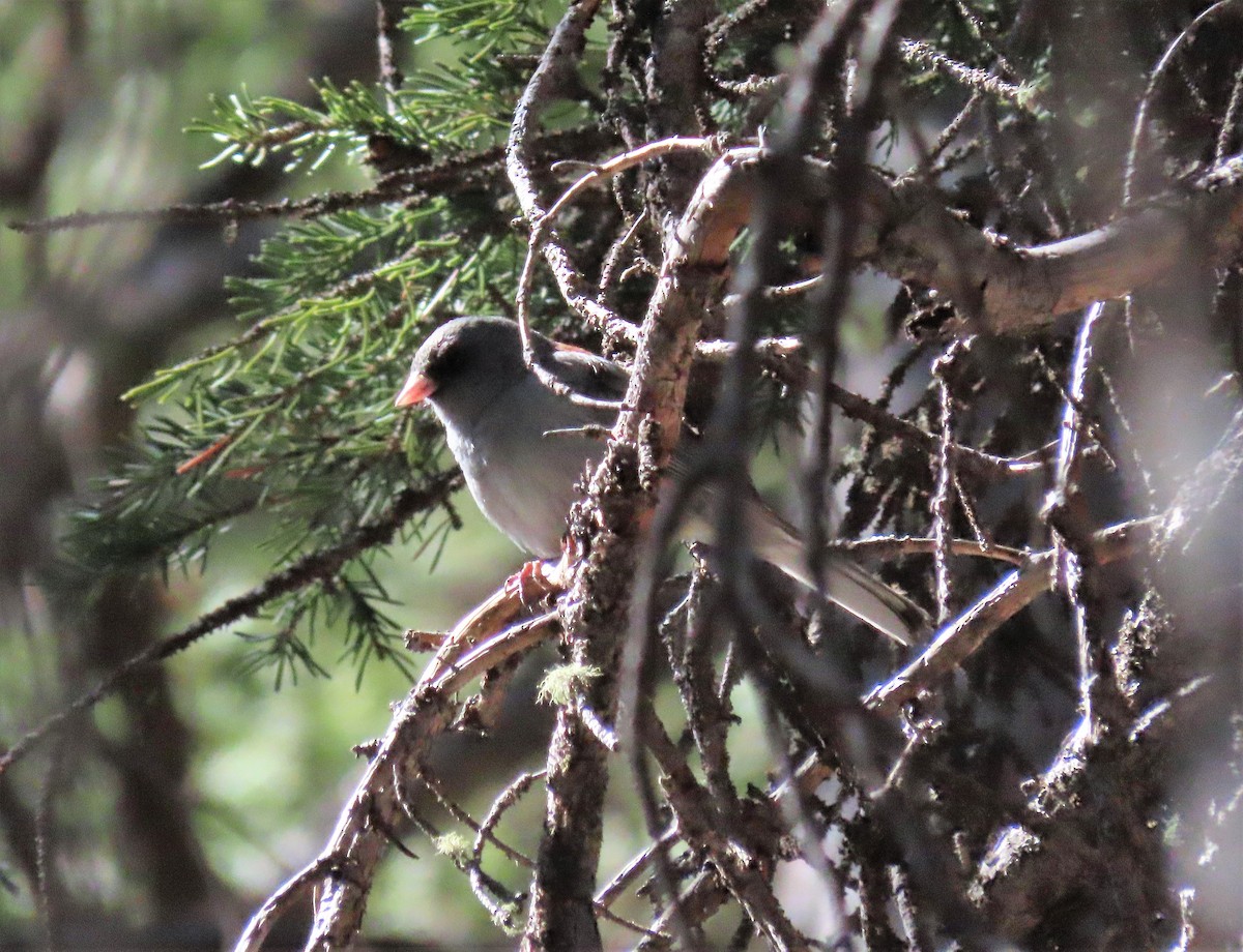 Dark-eyed Junco - ML165276211