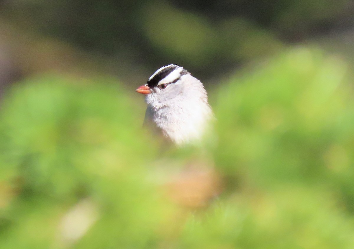 White-crowned Sparrow - ML165276221