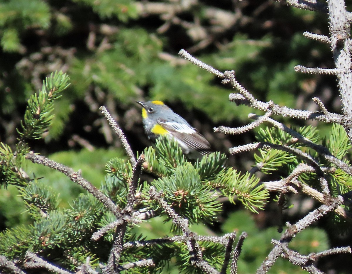 Yellow-rumped Warbler (Audubon's) - ML165276331