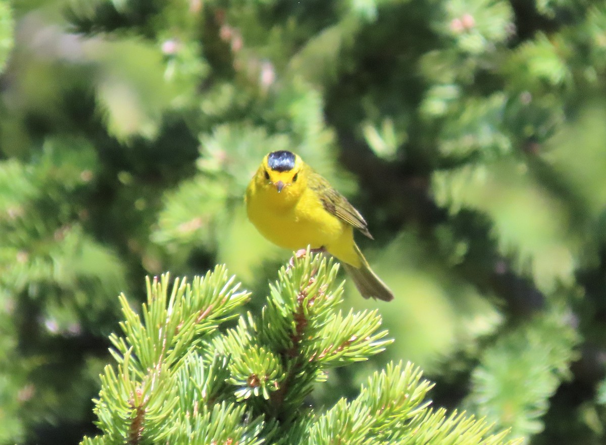 Wilson's Warbler - ML165276341