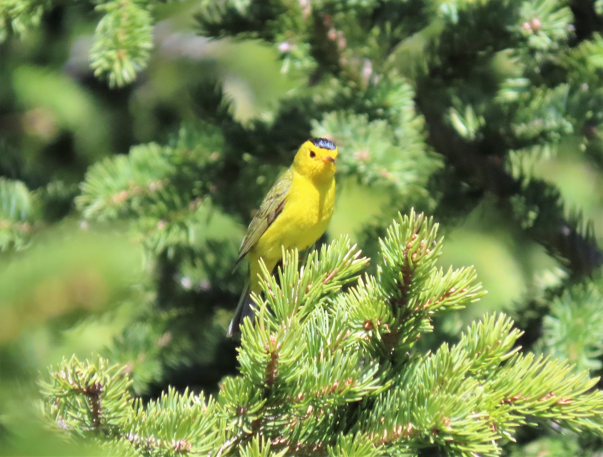 Wilson's Warbler - ML165276351