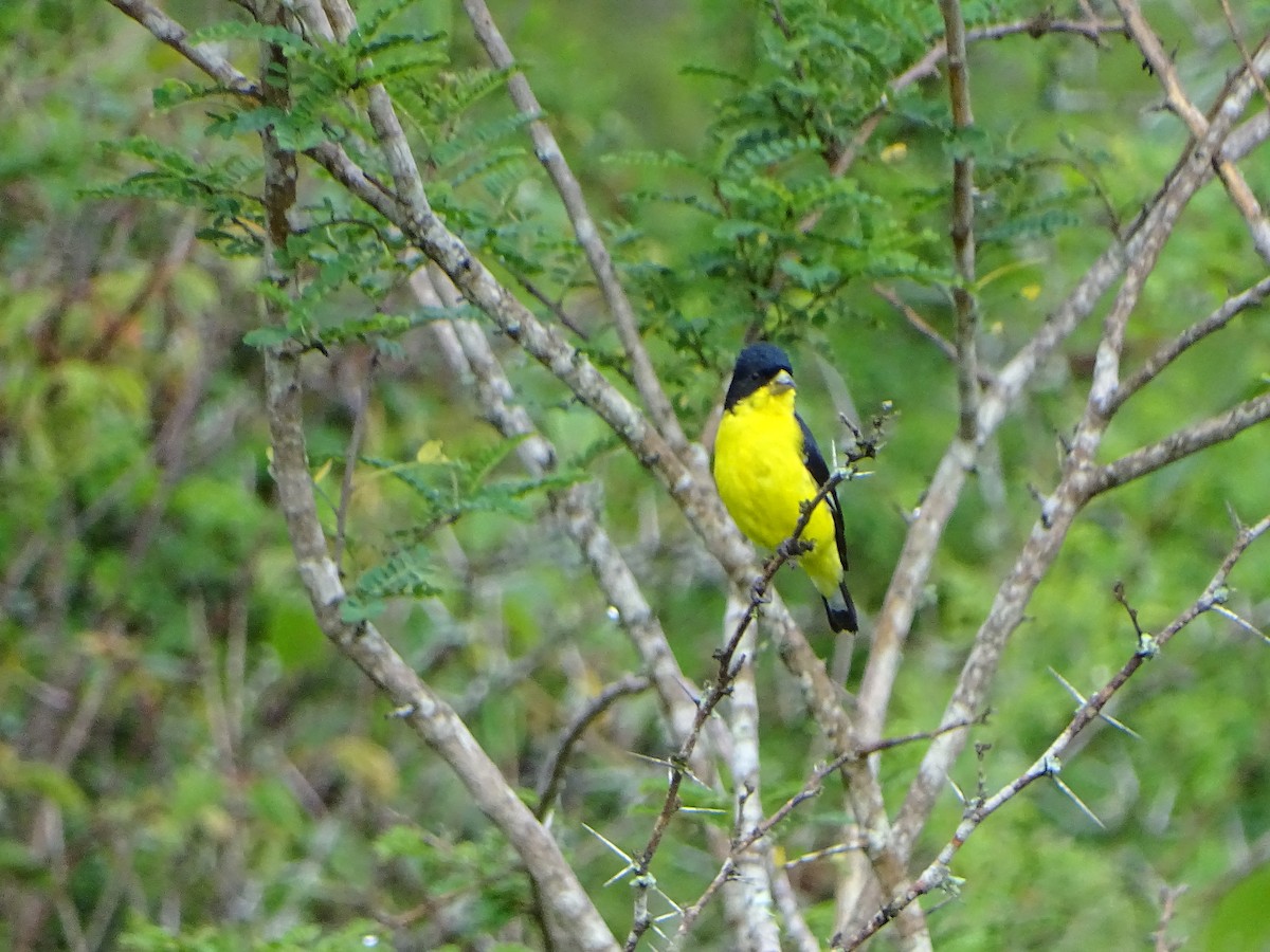 Lesser Goldfinch - ML165280301