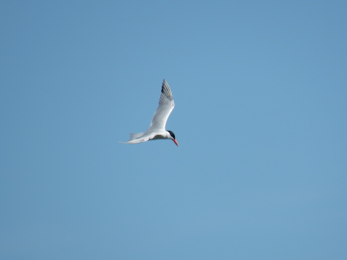 Caspian Tern - ML165280621