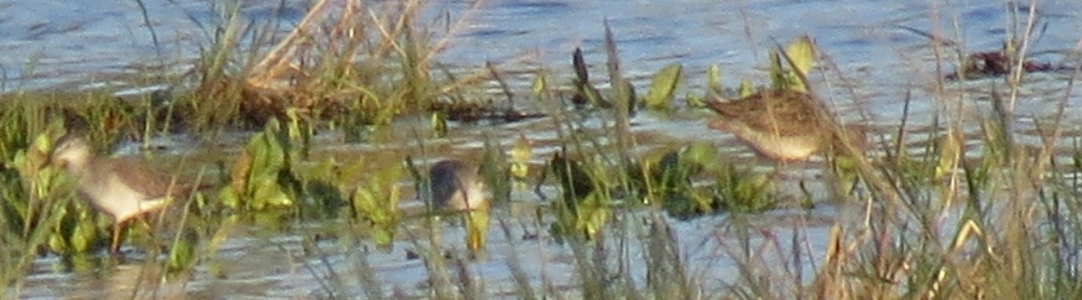 Long-billed Dowitcher - ML165281821