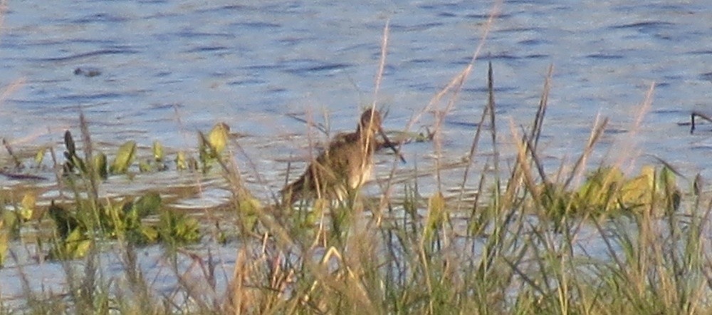 Long-billed Dowitcher - ML165281831