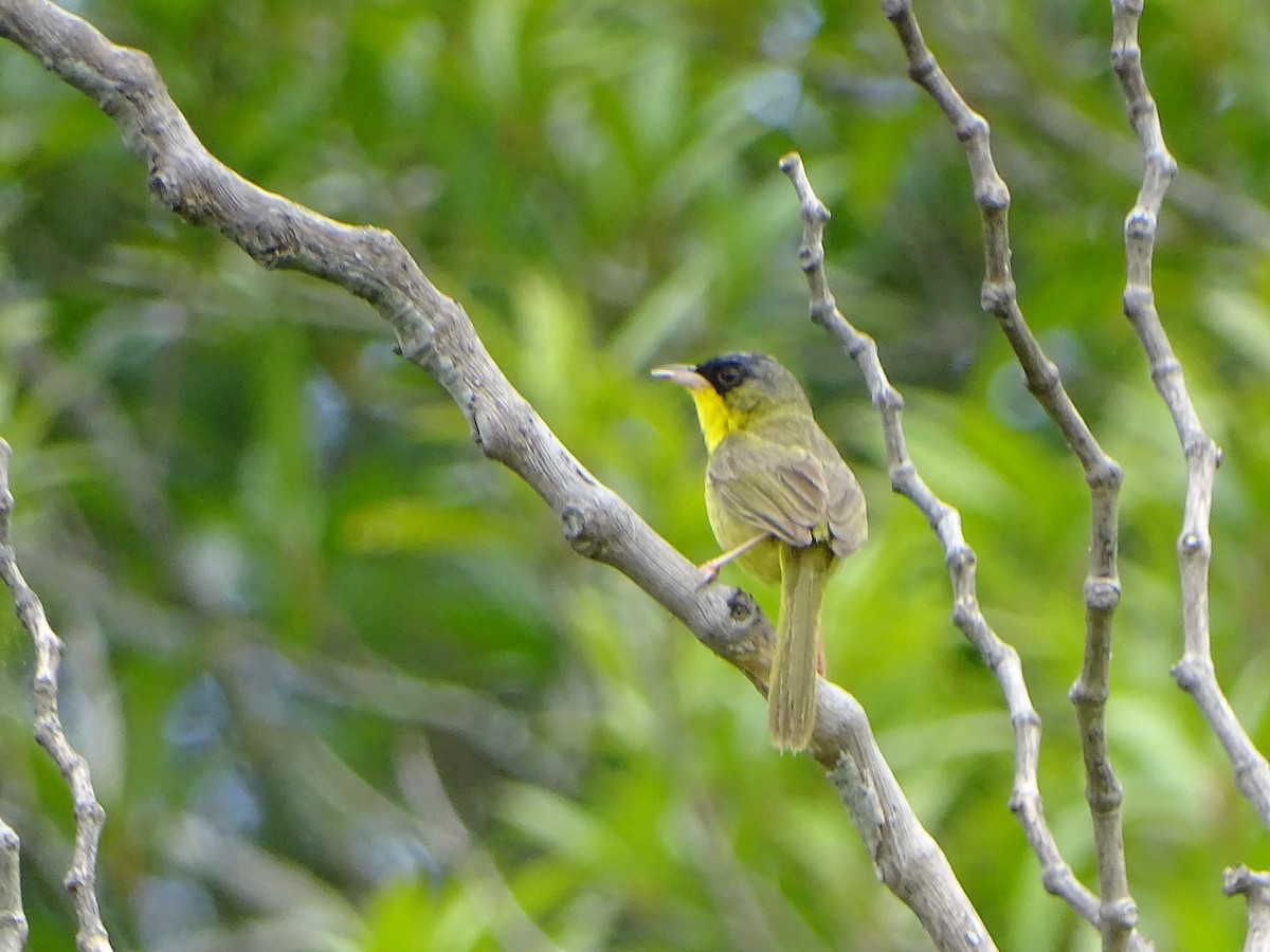 Gray-crowned Yellowthroat - ML165283241