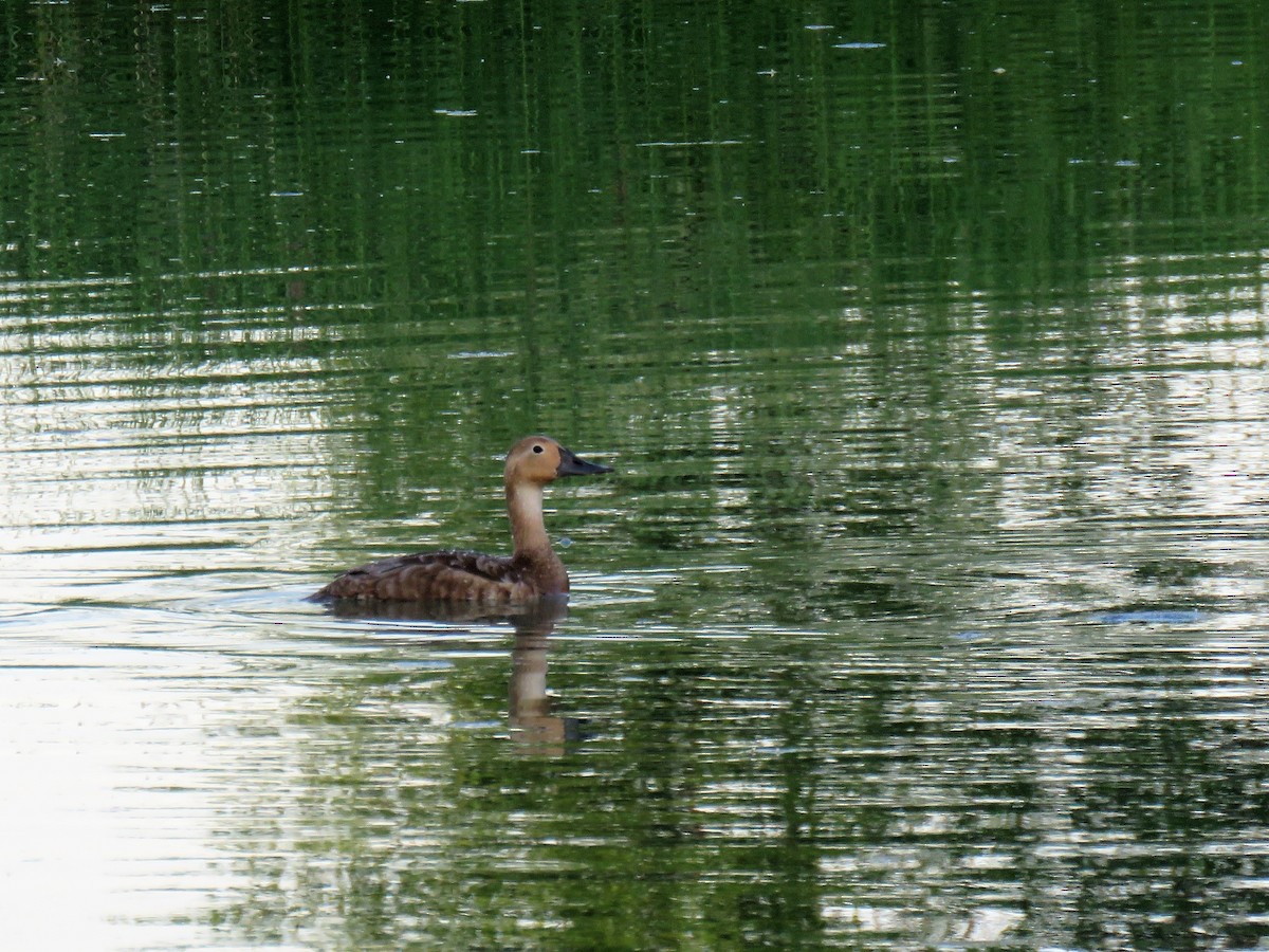 Canvasback - Sue Sumeraj