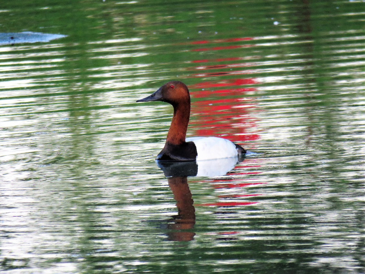 Canvasback - ML165283811