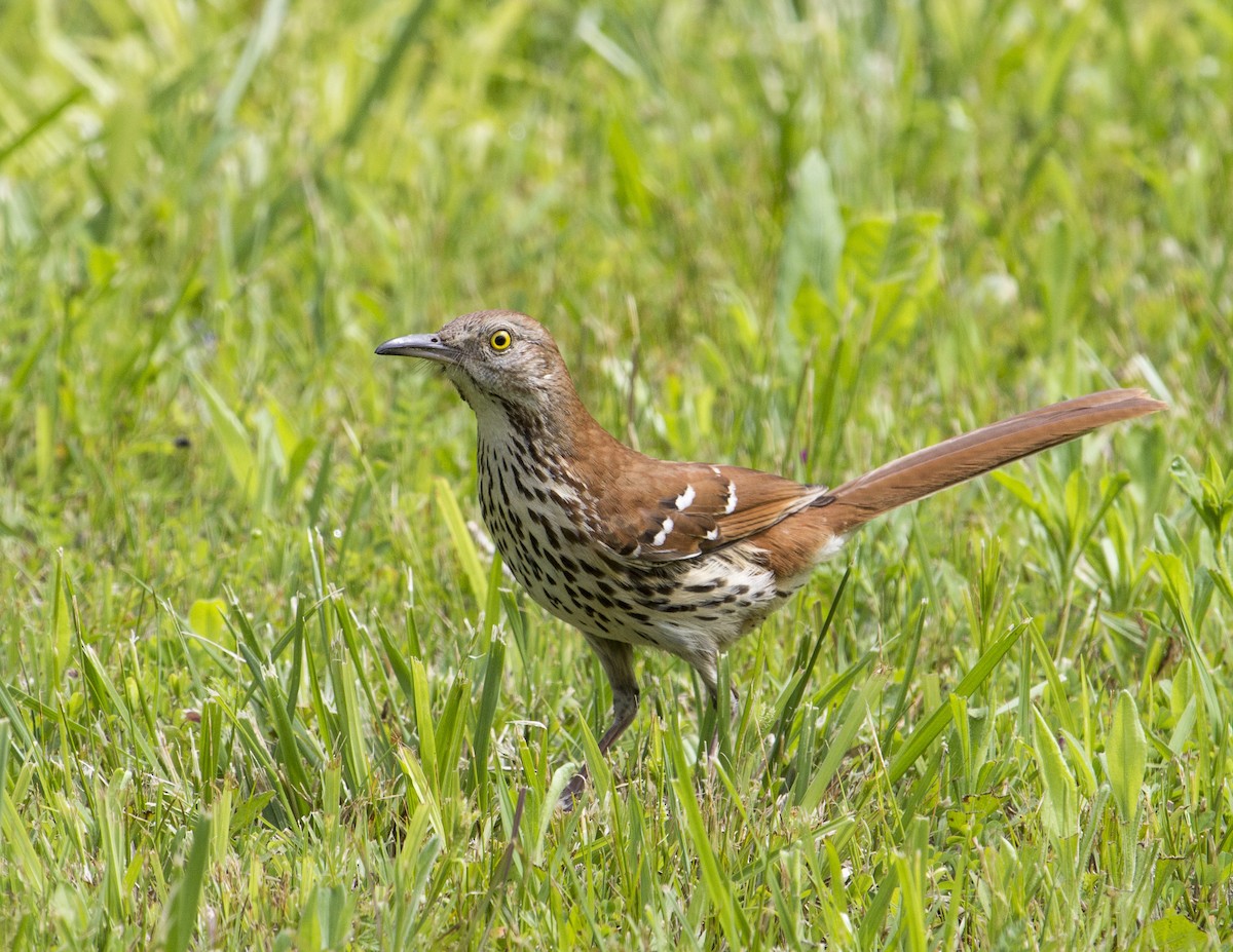 Brown Thrasher - ML165284191