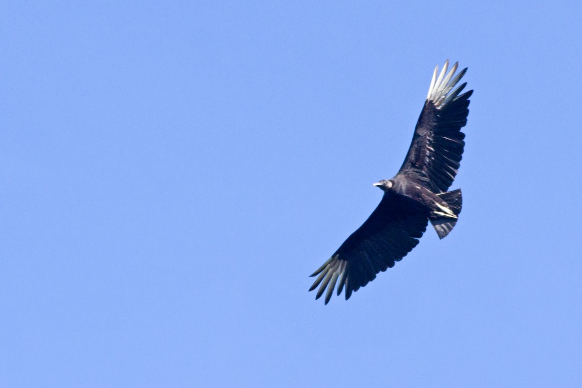 Black Vulture - ML165284251