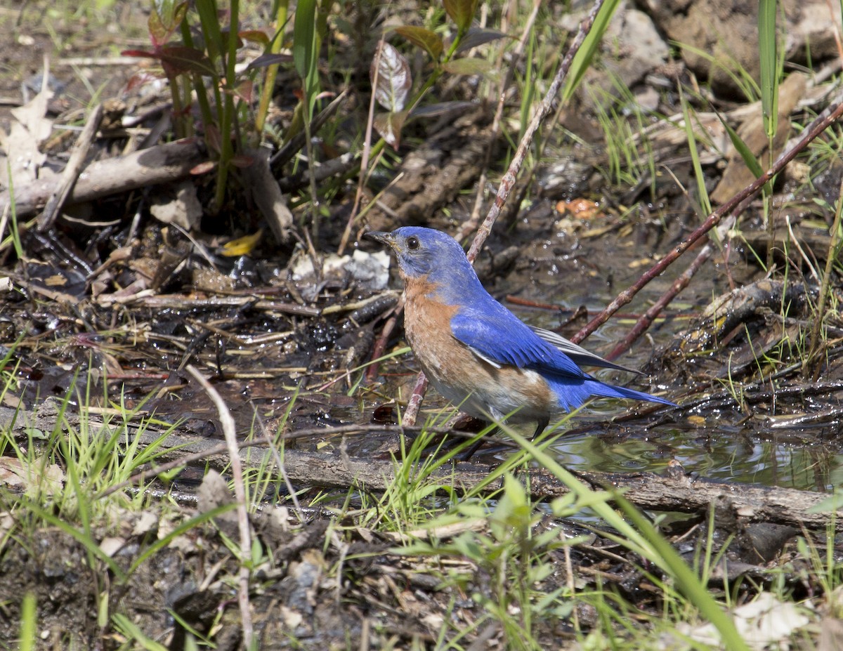 Eastern Bluebird - ML165284681