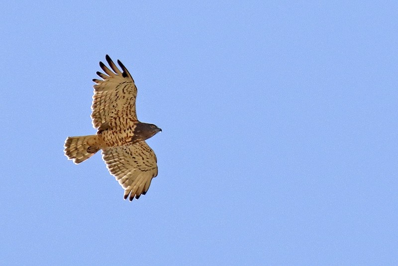 Short-toed Snake-Eagle - Francisco Barroqueiro