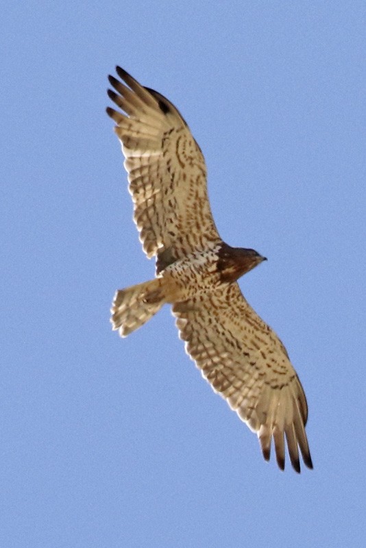 Short-toed Snake-Eagle - Francisco Barroqueiro