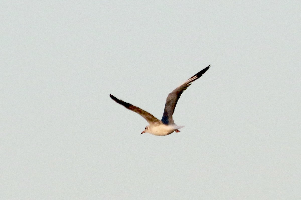 Gray-hooded Gull - Roger Woodruff