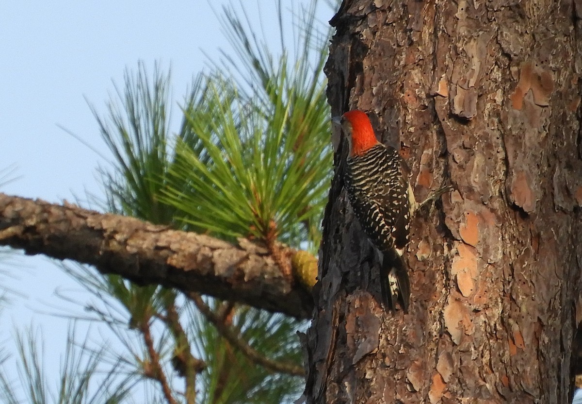 Red-bellied Woodpecker - ML165287171