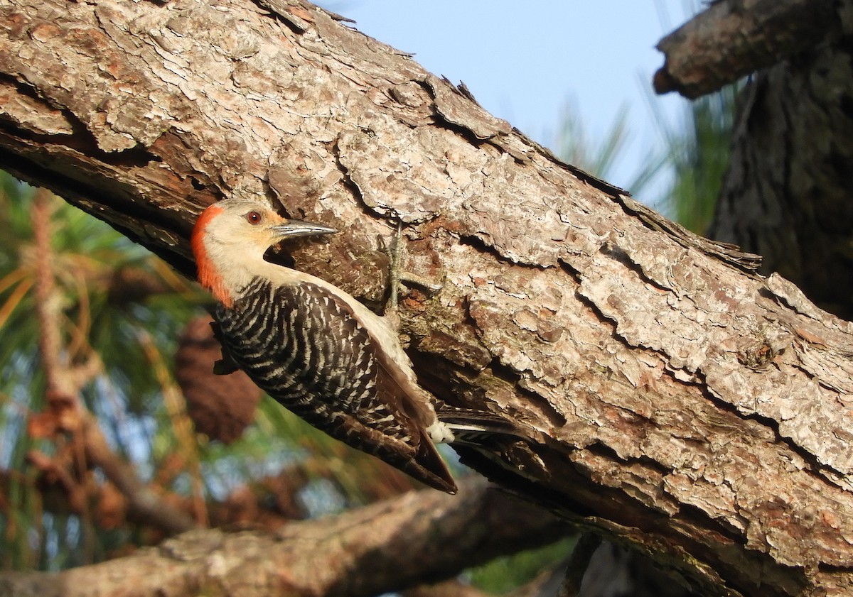 Red-bellied Woodpecker - ML165287181