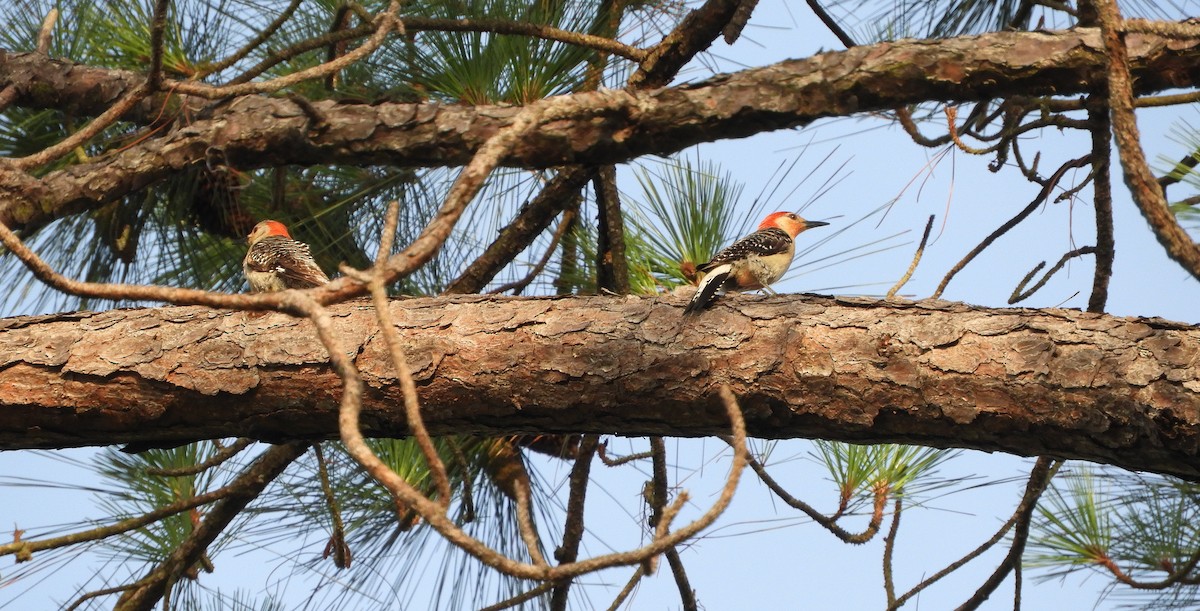 Red-bellied Woodpecker - ML165287191