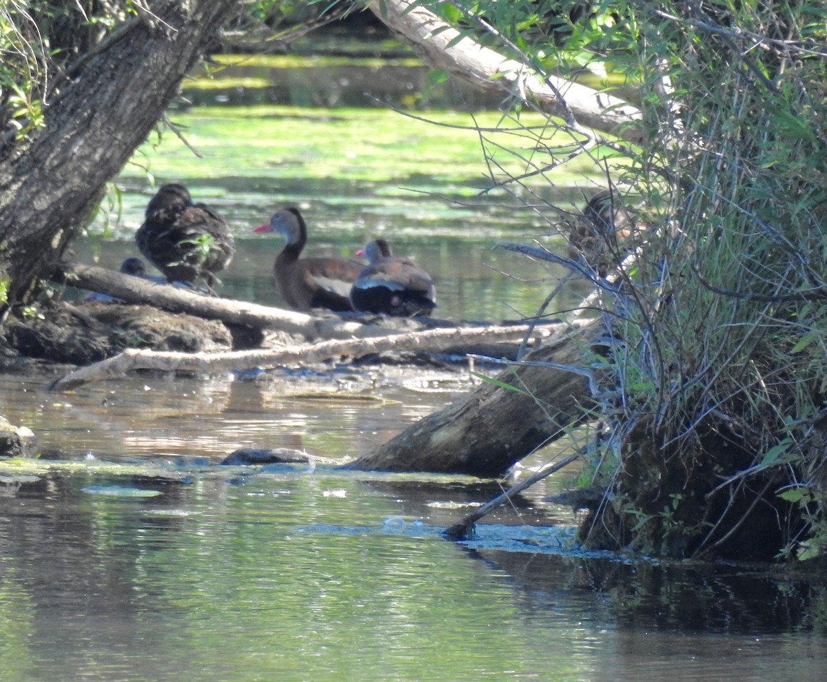 Black-bellied Whistling-Duck - ML165287401