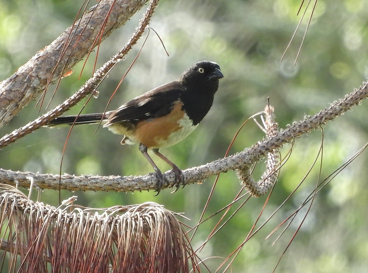 Eastern Towhee - Shane Carroll