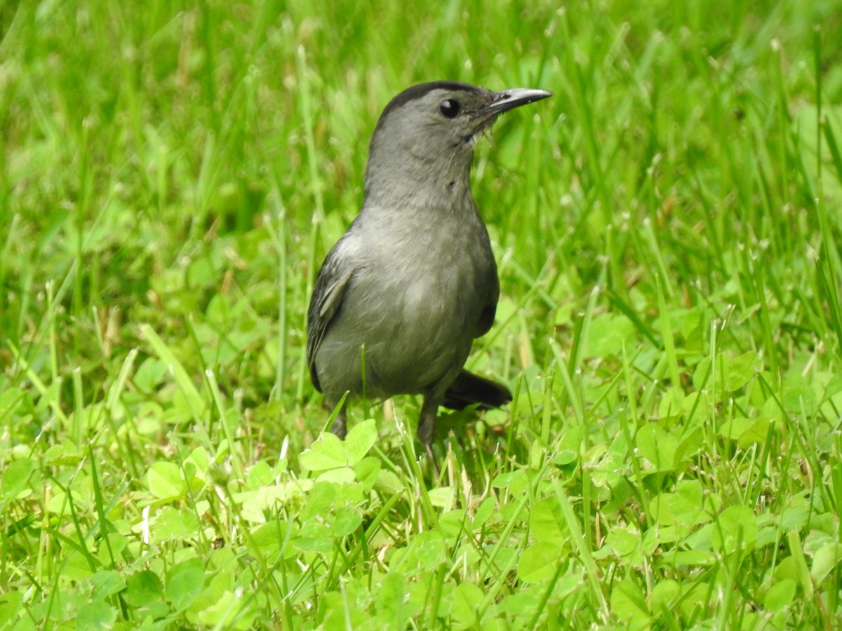 Gray Catbird - ML165289241