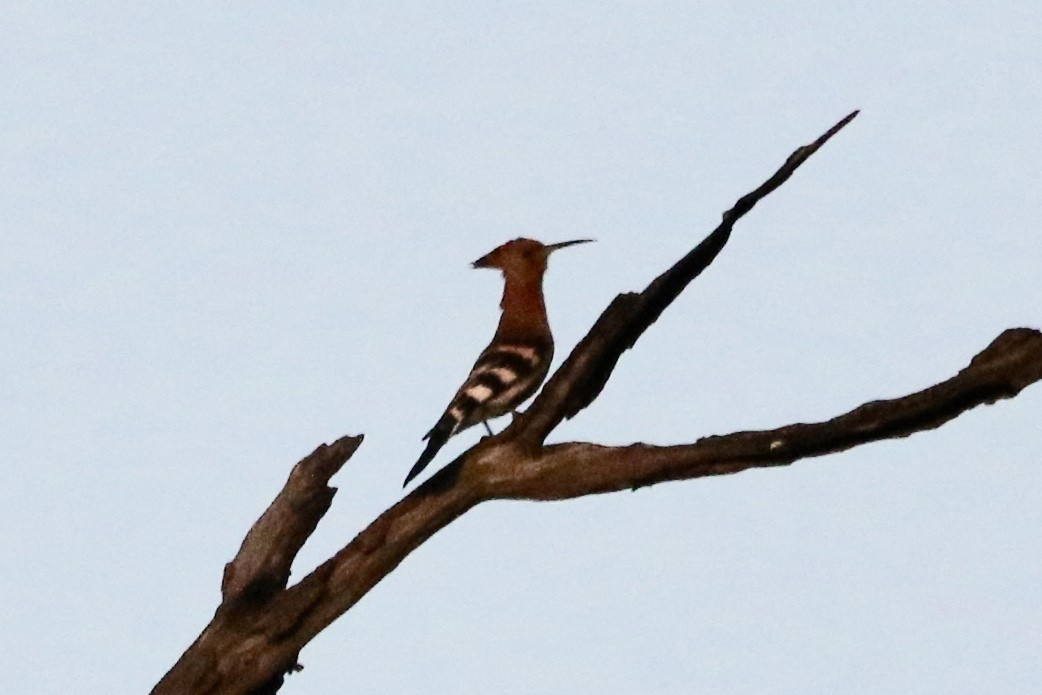 Eurasian Hoopoe (African) - ML165289751