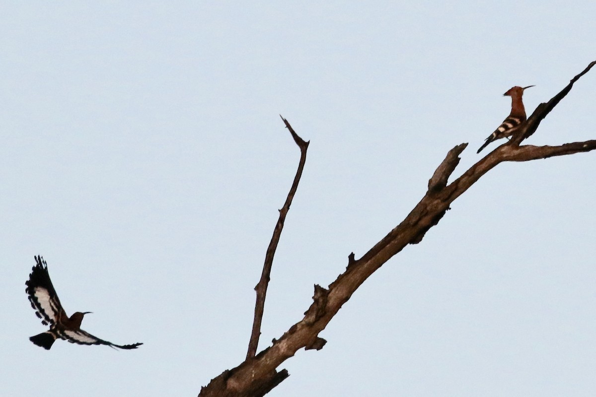 hærfugl (africana) (kanelhærfugl) - ML165289781