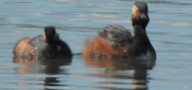 Eared Grebe - ML165291841