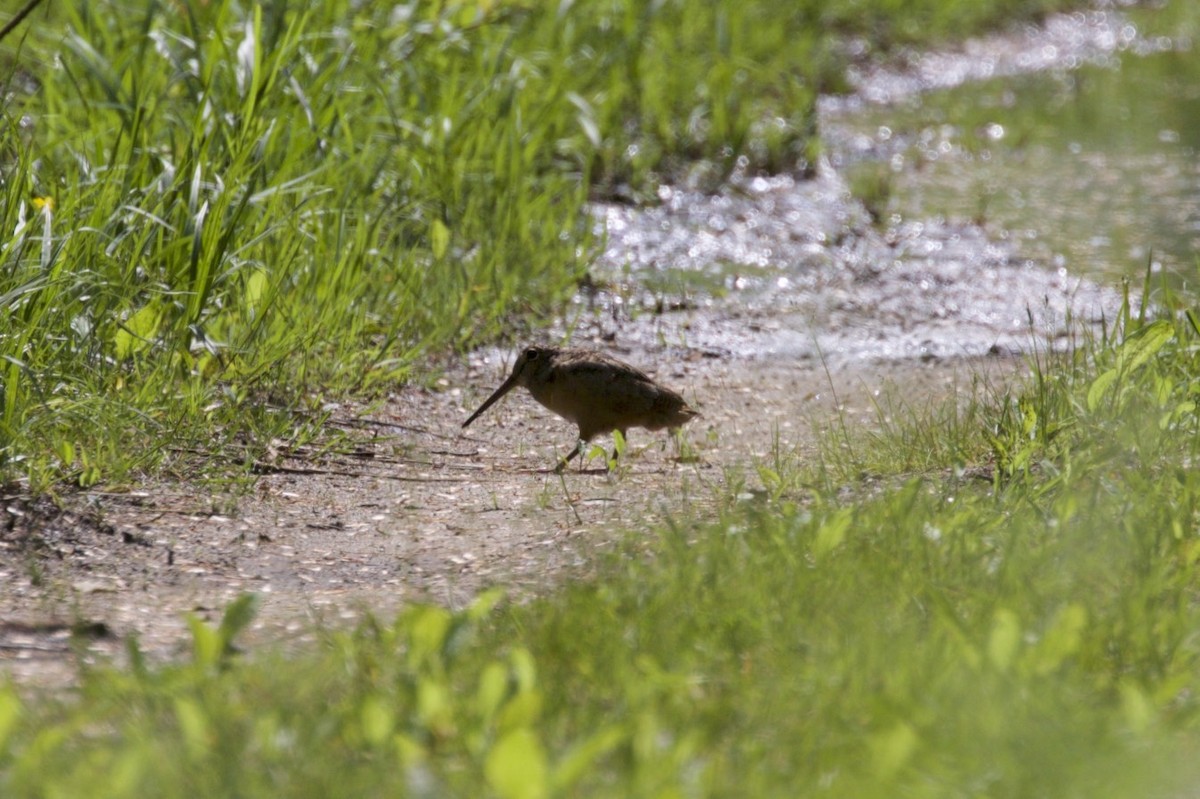 American Woodcock - ML165292111