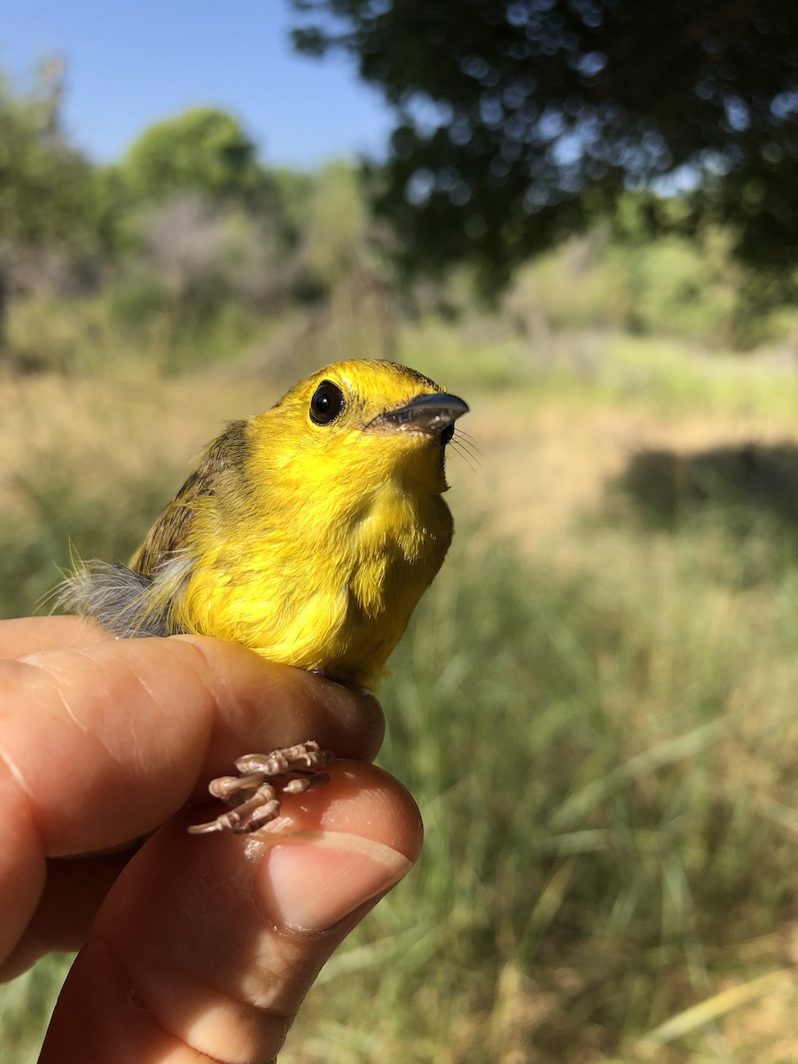 Hooded Warbler - Denise LaBerteaux