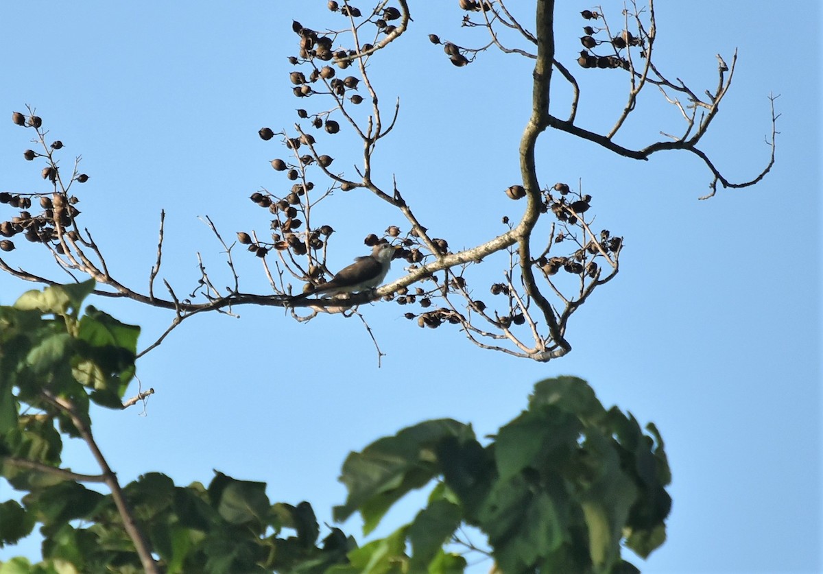 Yellow-billed Cuckoo - ML165293261