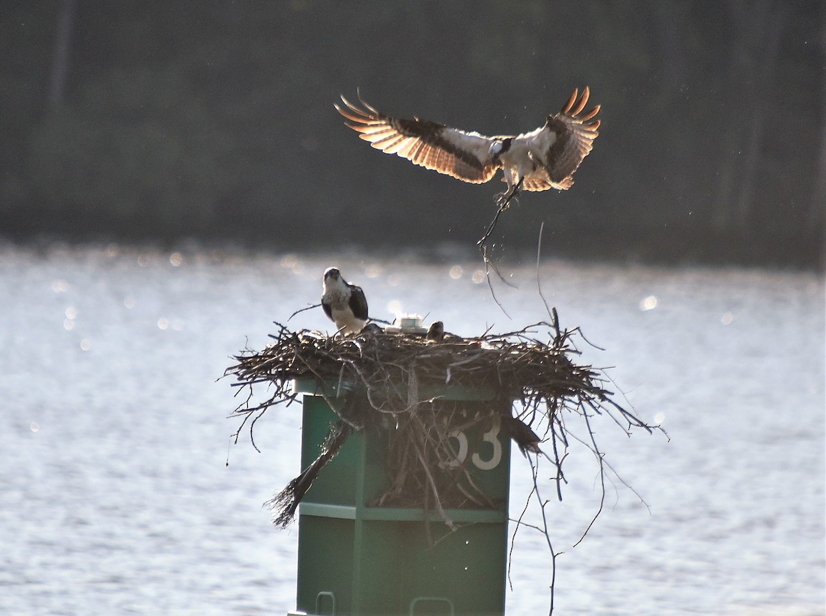 Osprey - ML165293421