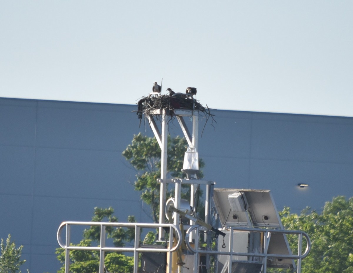 Osprey - ML165293701