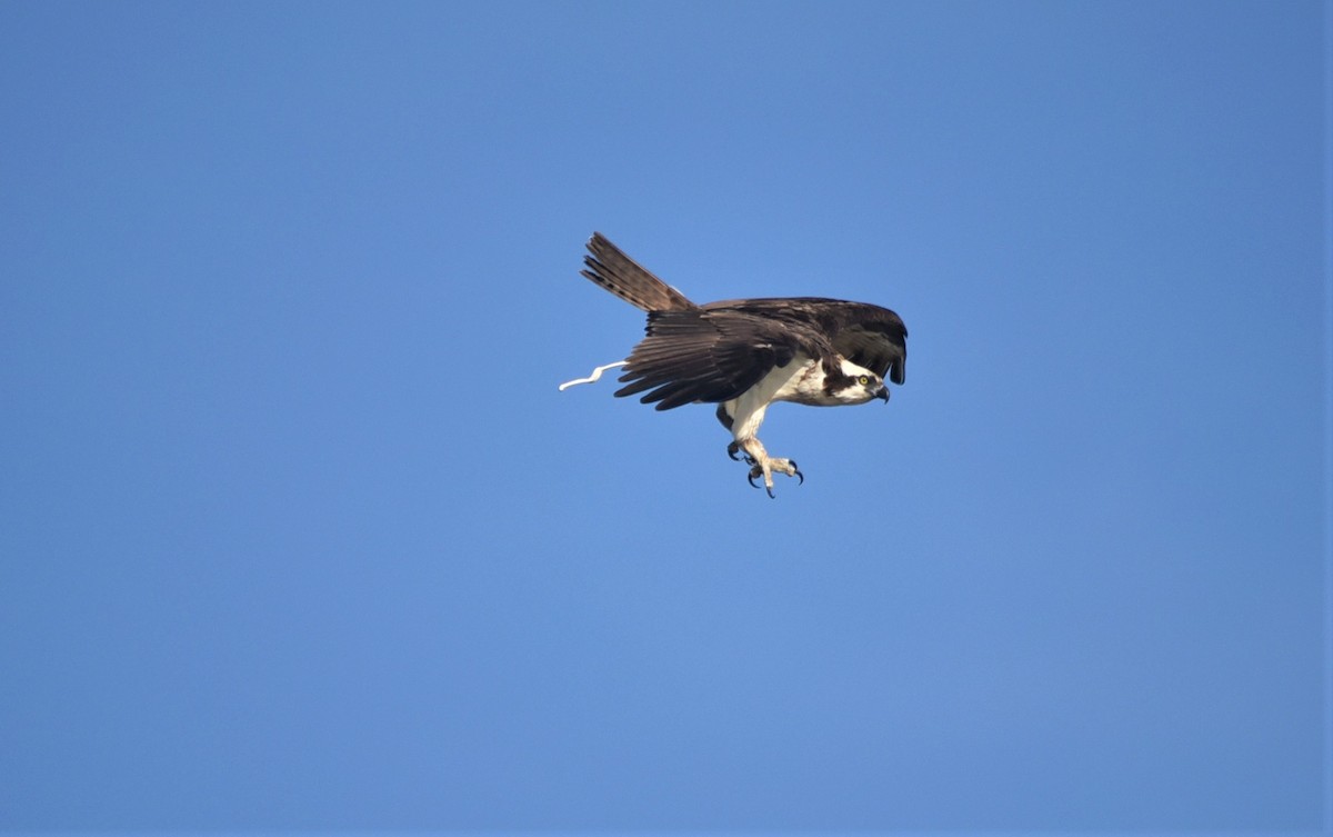 Osprey - ML165294031