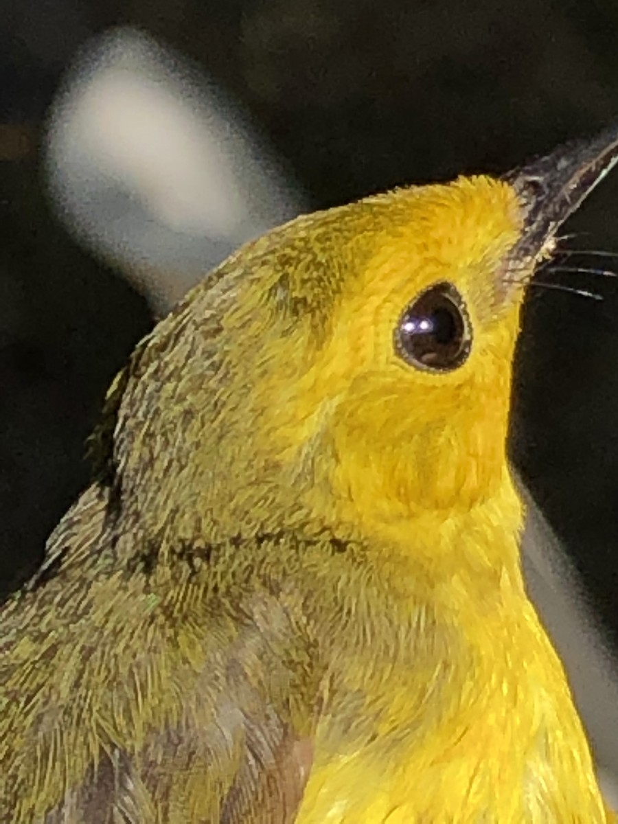 Hooded Warbler - Bruce Garlinger