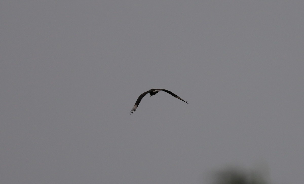 Crested Caracara (Northern) - ML165295691