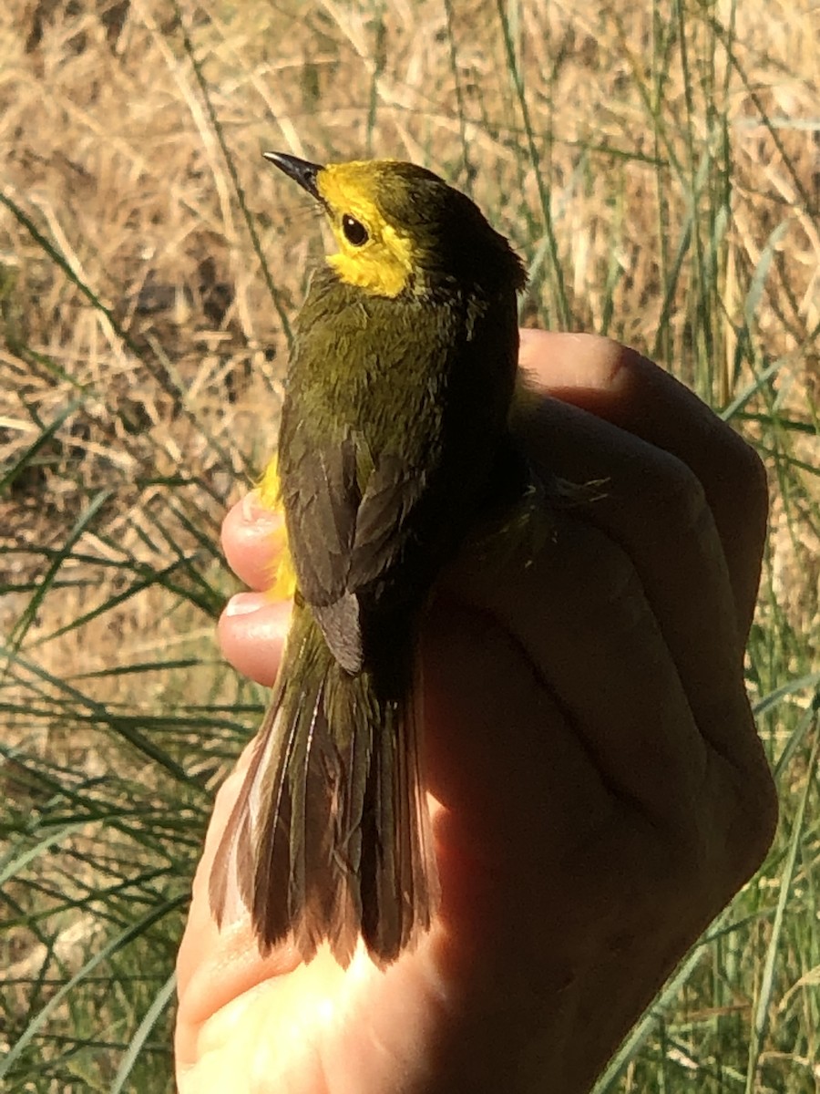 Hooded Warbler - ML165295751