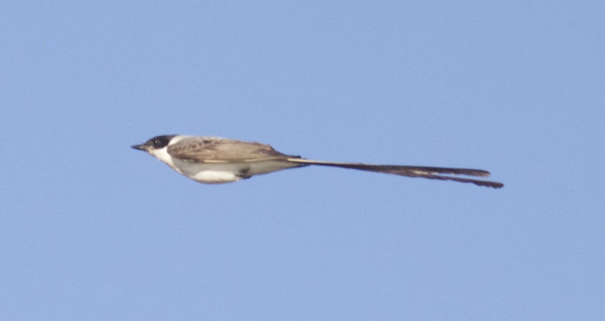 Fork-tailed Flycatcher - ML165296481