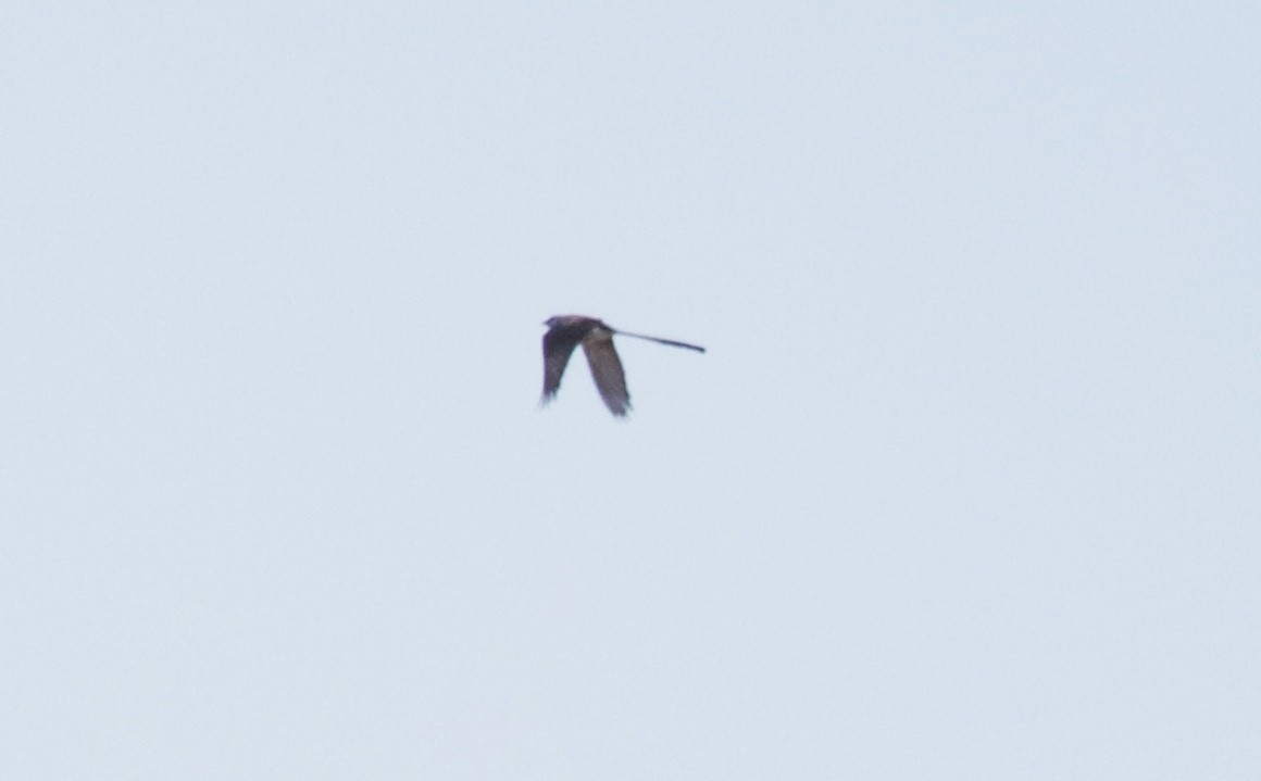 Fork-tailed Flycatcher - ML165297411