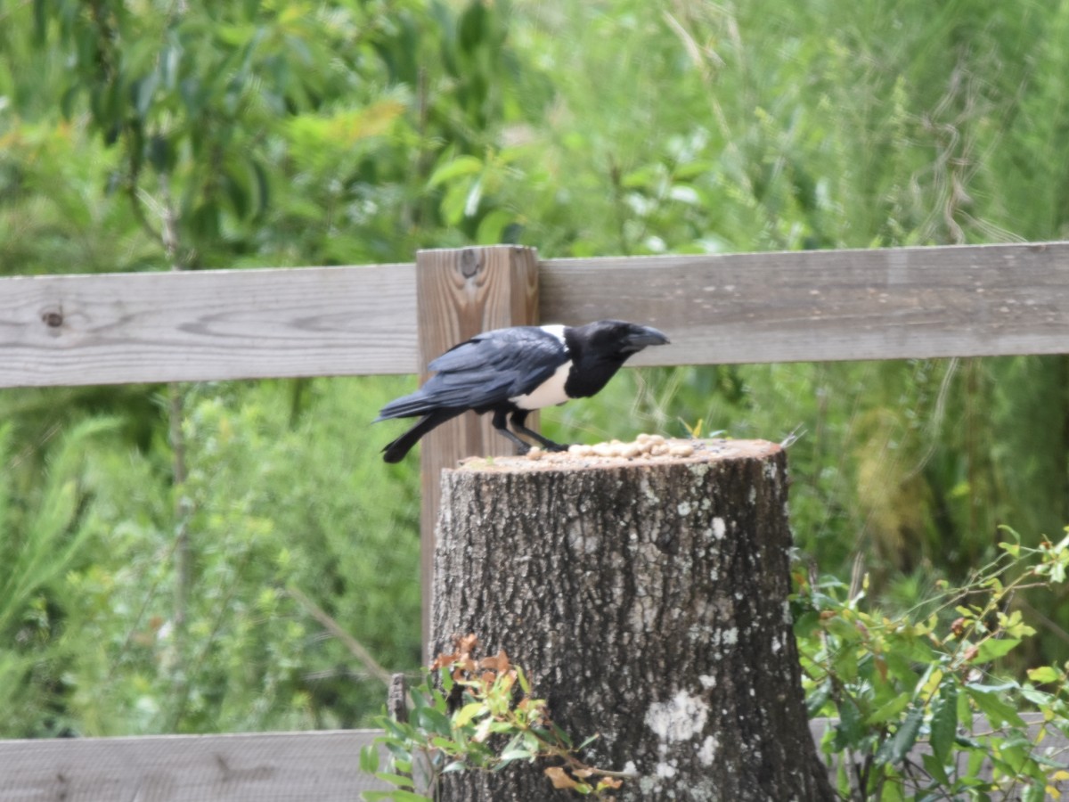 Corbeau pie - ML165297851