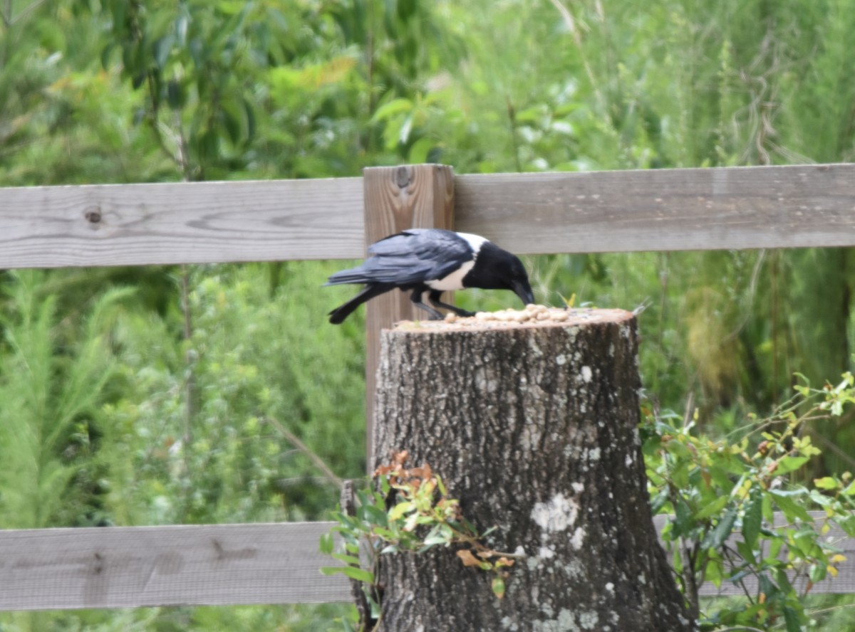 Corbeau pie - ML165297861