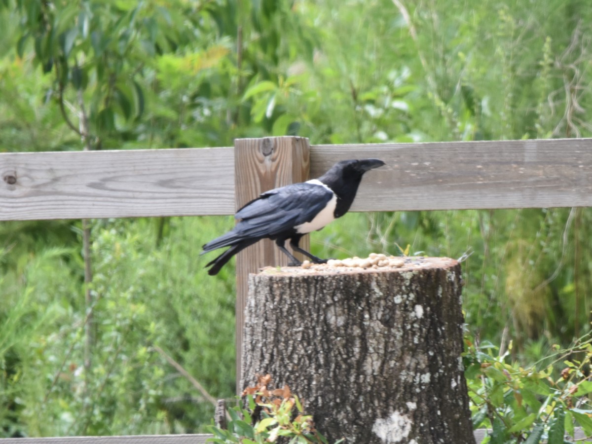 Corbeau pie - ML165297881