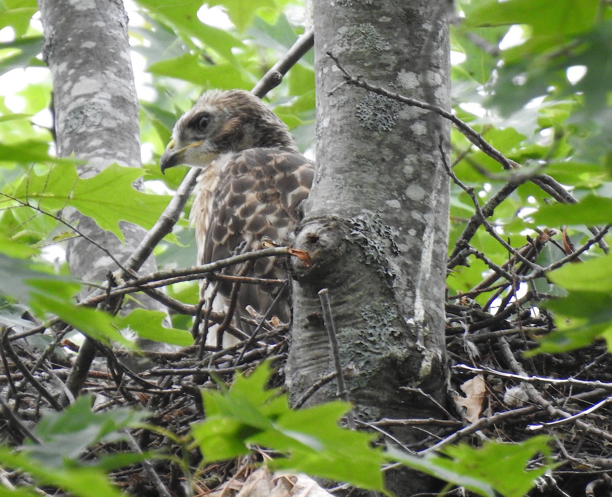 Red-shouldered x Red-tailed Hawk (hybrid) - ML165299981