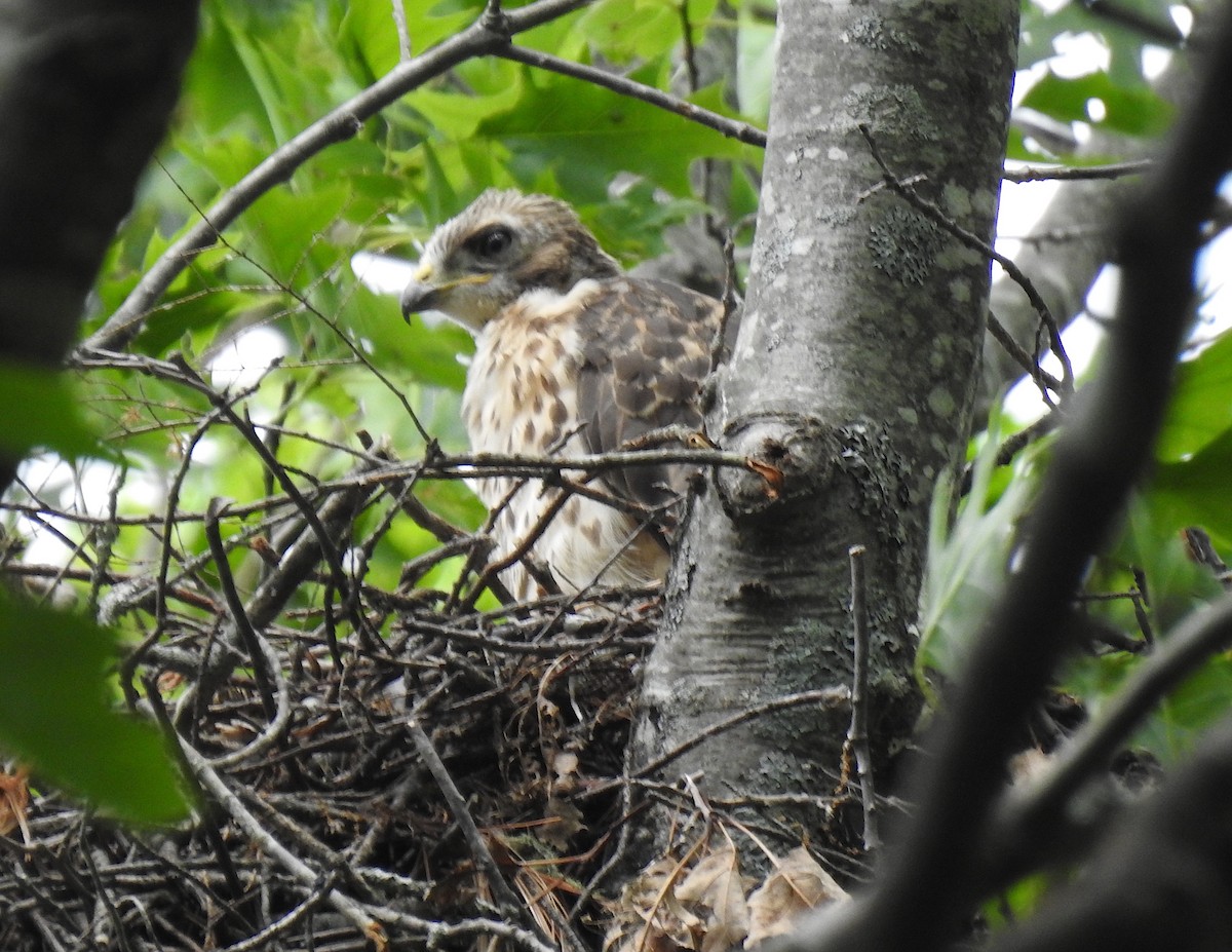 Red-shouldered x Red-tailed Hawk (hybrid) - ML165300011